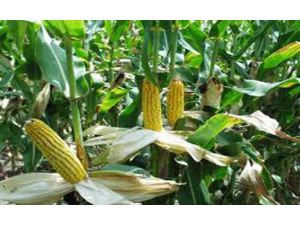 Mısır Üretiminde Olağanüstü Artış