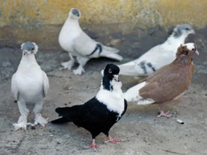 Elbistan’da Güvercin Hırsızlığı