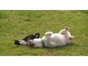 La Fontaine Masalı Gibi