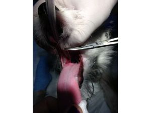 İğneyi İpiyle Birlikte Yuttu