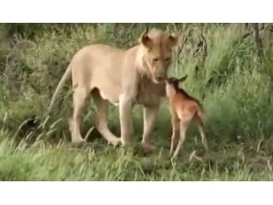 Yemek İstedi Ama Anne Şefkati Ağır Bastı