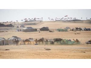 25 Bin Deve Güzellik İçin Yarışıyor