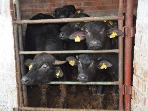 Teşvikle Manda Üretimi Arttı