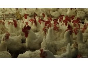 Beyaz Et Üreticileri Zararına Satış Yapıyor