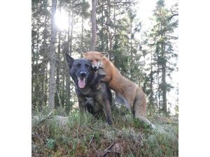 Tilkiyle Köpeğin Görülmemiş Dostluğu