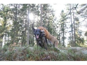 Tilkiyle Köpeğin Görülmemiş Dostluğu