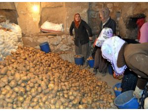 Çiftçi Patatesin Fiyatından Memnun