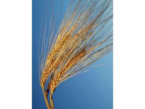 Yulaf Üretiminde Artış