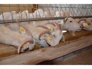 Süt Verimi Yüksek Saanen Keçisi Islah Çalışmaları Umut Veriyor