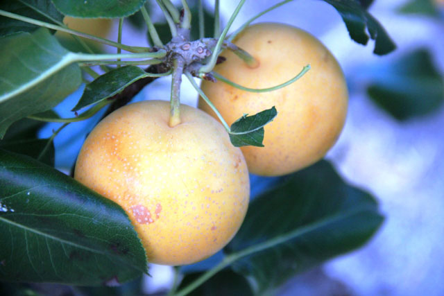 Kahramanmaraş Meyveciliğine Yeni Türler Giriyor