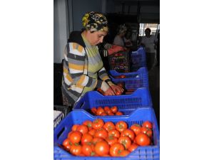 Sebze Meyve Fiyatlarına İhracat Ve Soğuk Etkisi