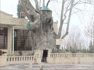 Asırlık Çınarın İçinde Bakın Ne Var ?