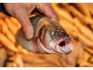 (Özel Haber) Denizden Balık Çıkmıyor