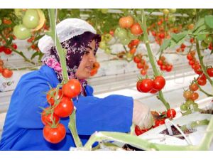 Tpao’nun Atık Sıcak Suyu İle Isıtılan Topraksız Serada İlk Hasat Yapıldı