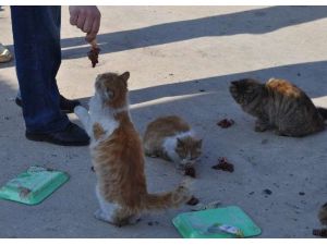 Esnaf Onlarca Kediye Bakıyor