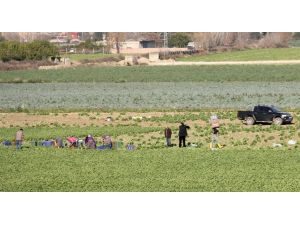 Tarlada 50 Kuruş Pazarda 3 Lira