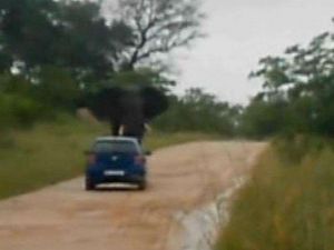 Kızgın Fil Aracı Böyle Devirdi