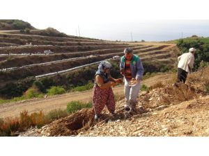 Gazipaşa Balıyla Ünlenecek