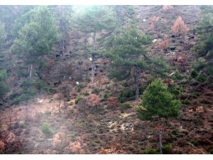 Kurtlar Köylüleri Canından Bezdirdi