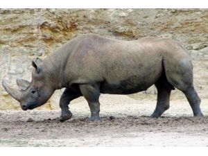 Gergedan Öldürmek İçin 350 Bin Doları Gözden Çıkardı