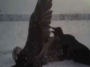 “Şahin” Gözüyle Av