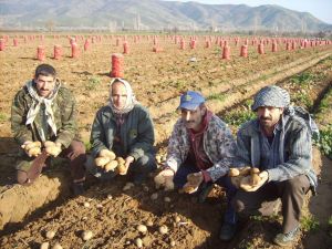 (Özel Haber) Patateste Spekülasyon Söylentilerinin Gerçeği Yansıtmadığı Öne Sürüldü