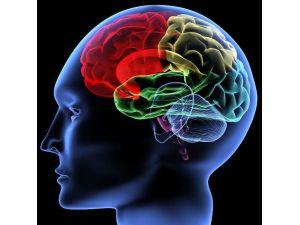 Daha Büyük Bir Beyne Sahip Olmak Mümkün