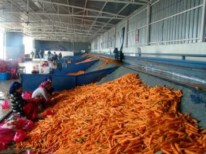 Kırıkhanda Havuç Hasadı Başladı