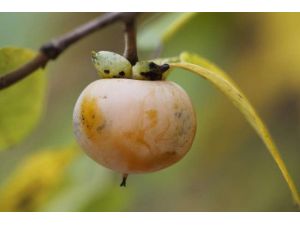 Sindirimi Sorunu Olanlar Bu Meyveye Dikkat