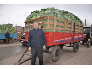 Bafrada Lahana Fiyatları Düştü