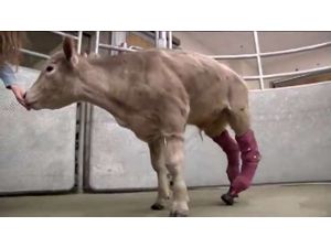 Donan Bacaklar Yerine Protez