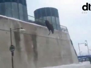 İnsanlardan Ürkünce Aşağı Atladı