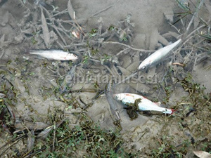 Kahramanmaraş’ta ki Balık Ölümleri