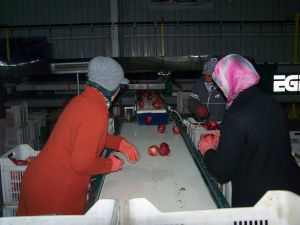 Korkutelinden Arap Ülkelerine Elma İhracatı Başladı