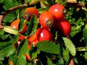 Bu Bitki Birçok Derdin Devası