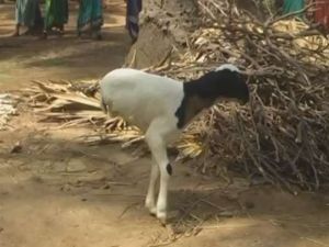 2 Ayaklı Kuzu Hayrete Düşürdü