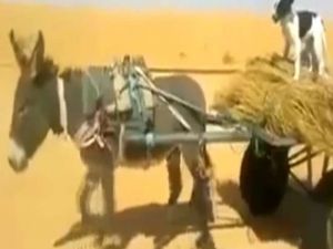 Akıllı Köpeğin Bir Tek Ehliyeti Eksik