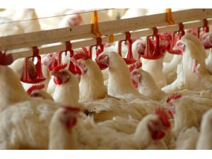 Tavuk Eti Tüketimi Son 10 Yılda 2 Kat Arttı