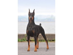 Sahibinin Kanser Olduğunu Teşhis Eden Köpek