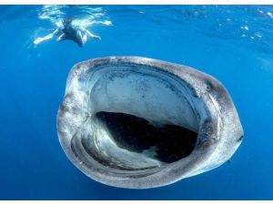 İşin Aslı Bambaşka !