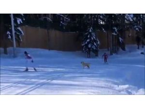 Olimpiyat Sporcularına Köpek Tacizi