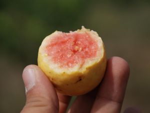 Silifkede Guava Üretimi Başladı