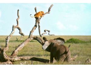 Aslanı Bu Ağaca Korku Çıkardı