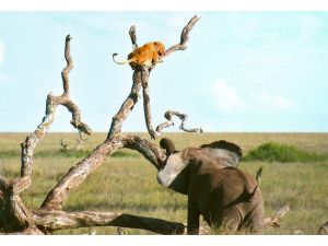 Filden Korkan Aslan, Çareyi Ağaca Tırmanmakta Buldu