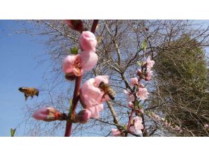 Yalancı Bahara Aldandılar