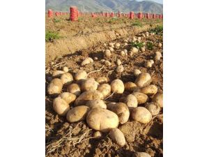 Patates Fiyatlarında Ciddi Düşüş