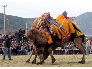 Develer Evcil Değilmiş