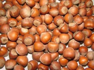 Fındık Üretimine Destek