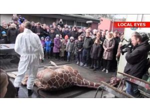 Zürafa Kıyımına Devam