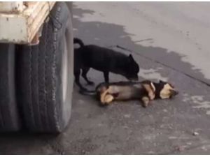 Köpekten “Acı” Vefa